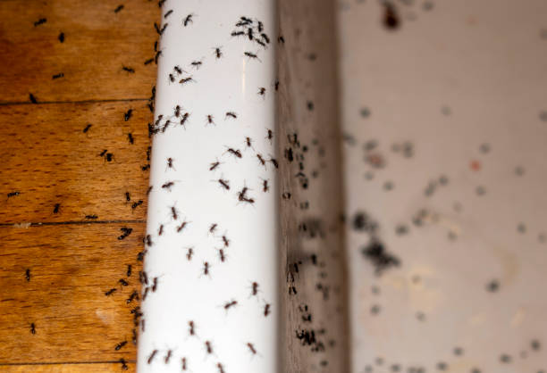 Best Affordable Pest Control Services  in Greenhills, OH