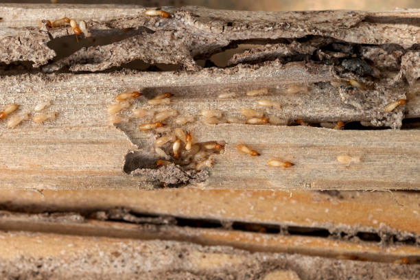 Best Commercial Pest Control Services  in Greenhills, OH